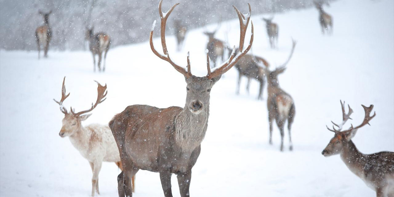 Beyaz rahmetle kaplanan Sıklık Tabiat Parkı'nın geyikleri