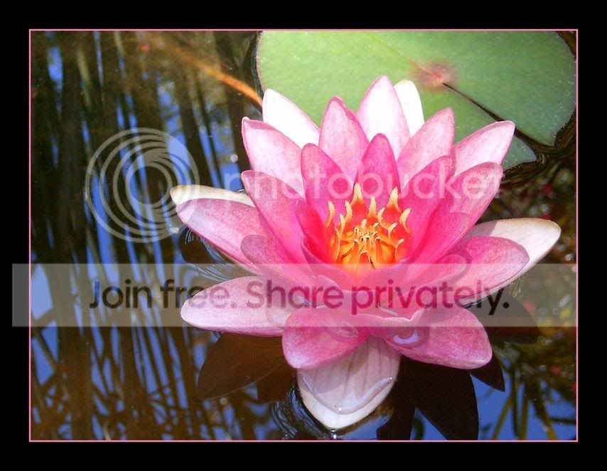 Water_lily_by_Aerten.jpg