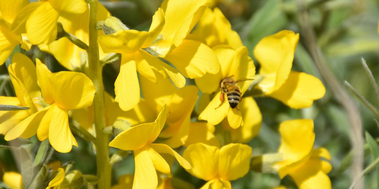 Tek çiçekten üç meyve veren tek tür