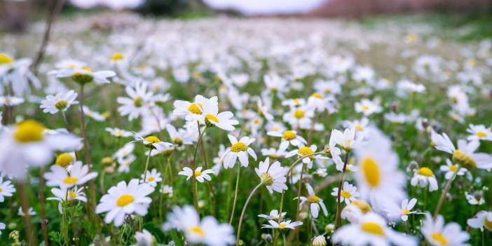 Antalya'da papatyalar Sanat-ı İlahi'yi ilan ediyor