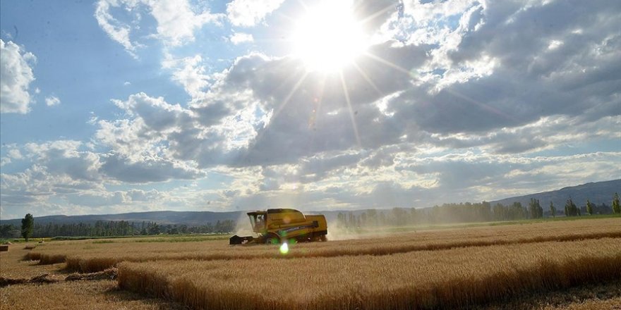 Afrika ülkelerinin yarısı buğday ithalatının en az üçte birini Rusya ve Ukrayna'dan yapıyor
