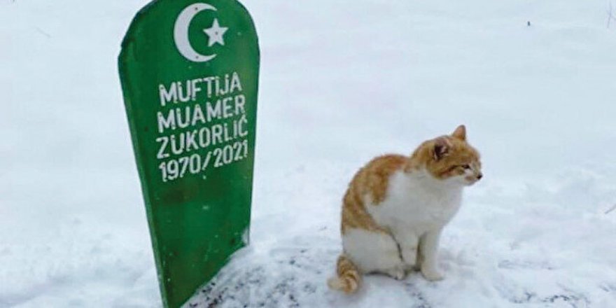 Vefalı kedinin kabir nöbeti