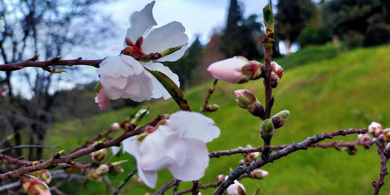 Doğu'da kış, batıda bahar: Badem ağaçları çiçeklendi