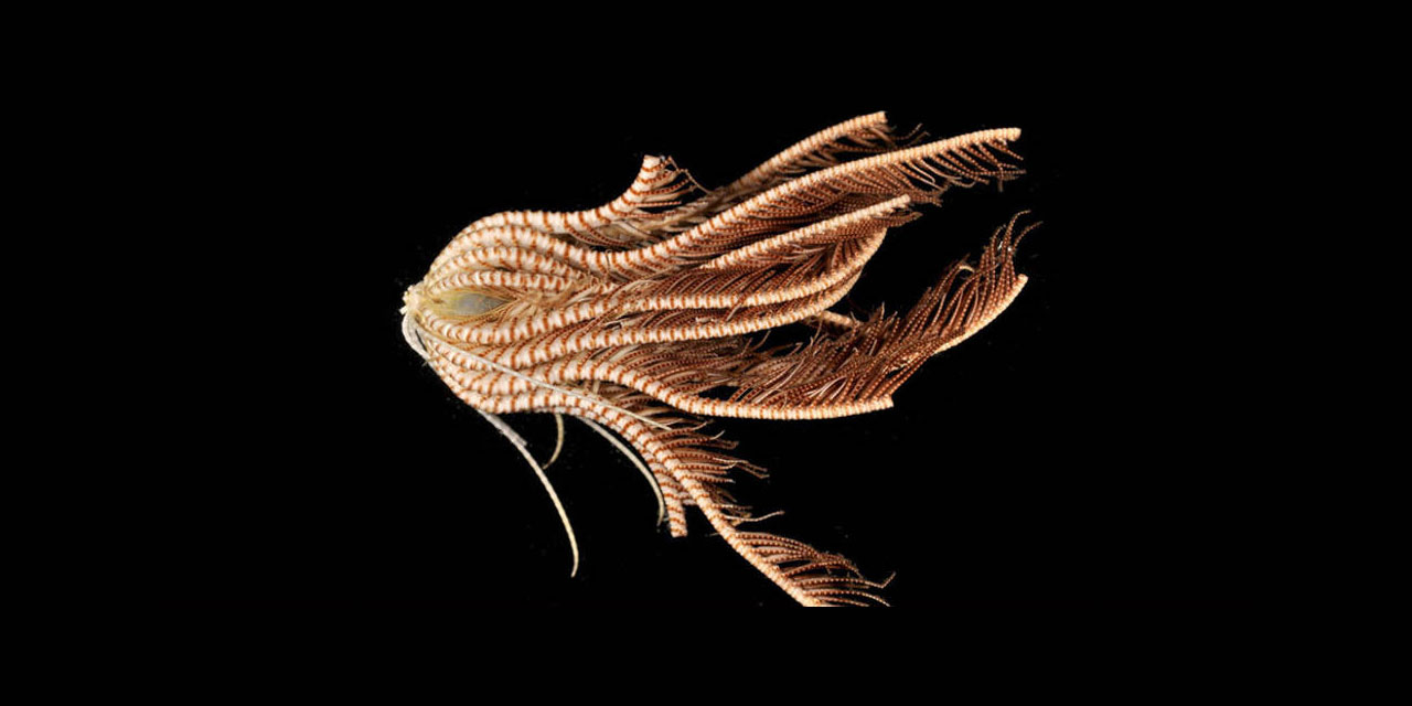 Subhanallah! Antarktika'da 20 kollu yaratılmış yeni bir deniz canlısı keşfedildi