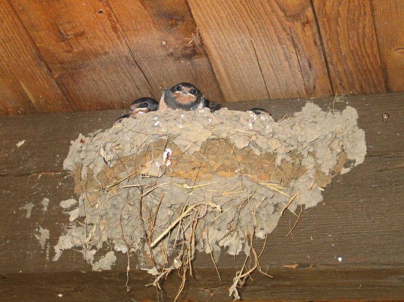 800px-Swallows_nest.jpg