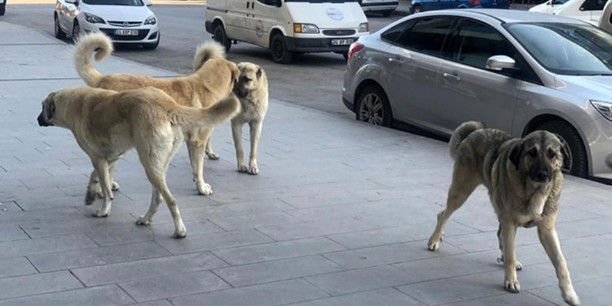 Sokak köpekleri yüzünden bir ölüm daha
