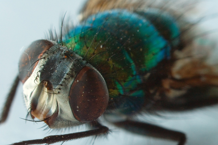 2006-05-21-the-fly.jpg