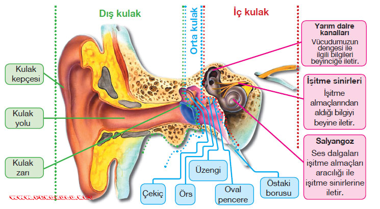 kulakduyma.jpg
