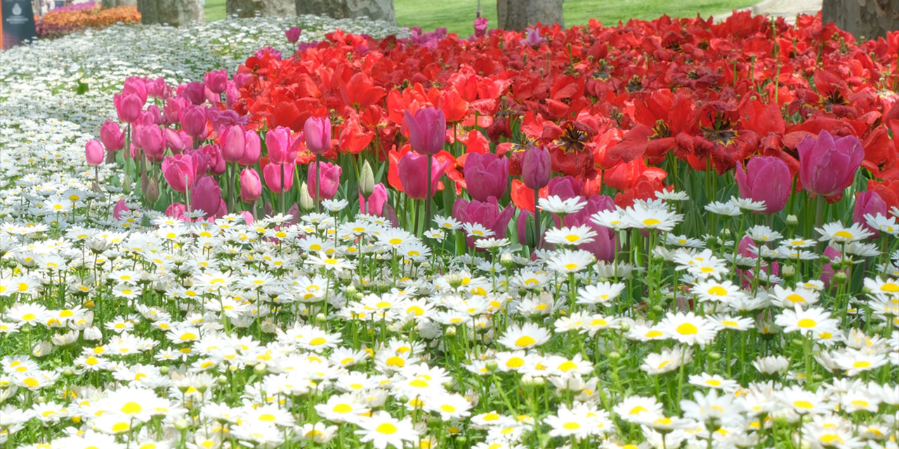 İstanbul'da lale zamanı