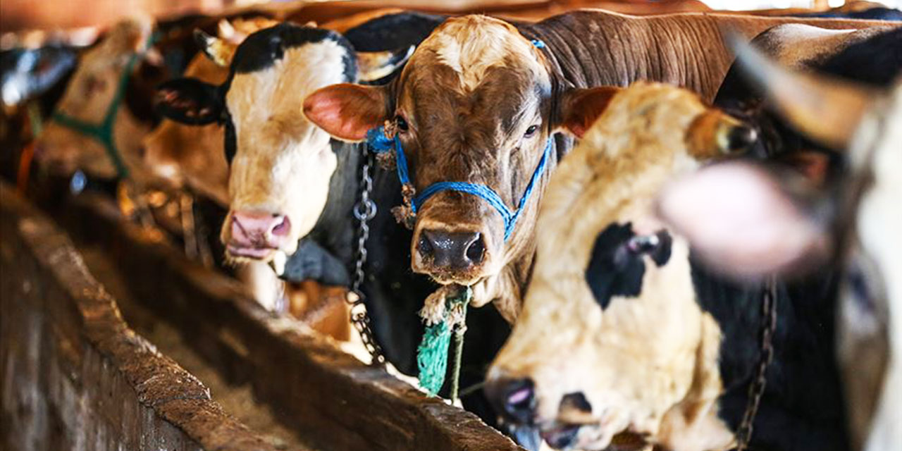 Kurbanlık hayvan fiyatları belli oldu