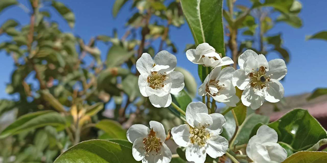 Çiftçiden sonbaharda çiçek açan armut ağacı yorumu: Allah'ın hikmet eserlerinden bir eser