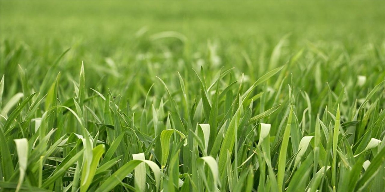 Rahmet yağdırıldı tarla bitkilerinde kuraklık stresi ortadan kalktı
