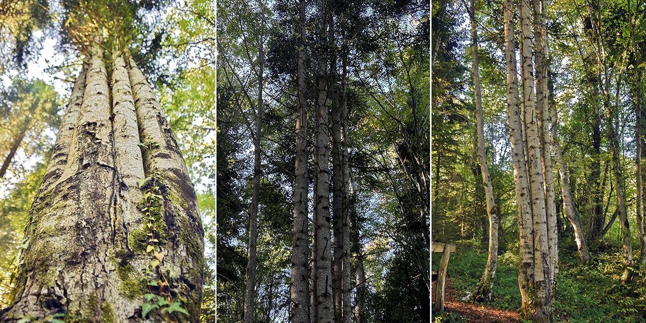 Küre Dağları'nda aynı kökten yaratılmış 6 köknar ağacı keşfedildi