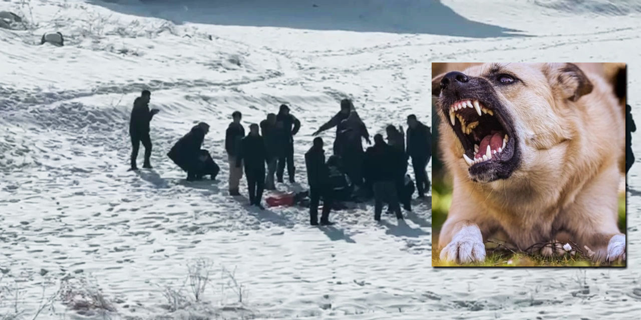 Yazıktır, günahtır, vebaldir: Köpekler 12 yaşındaki kızı parçaladı, öldürdü!