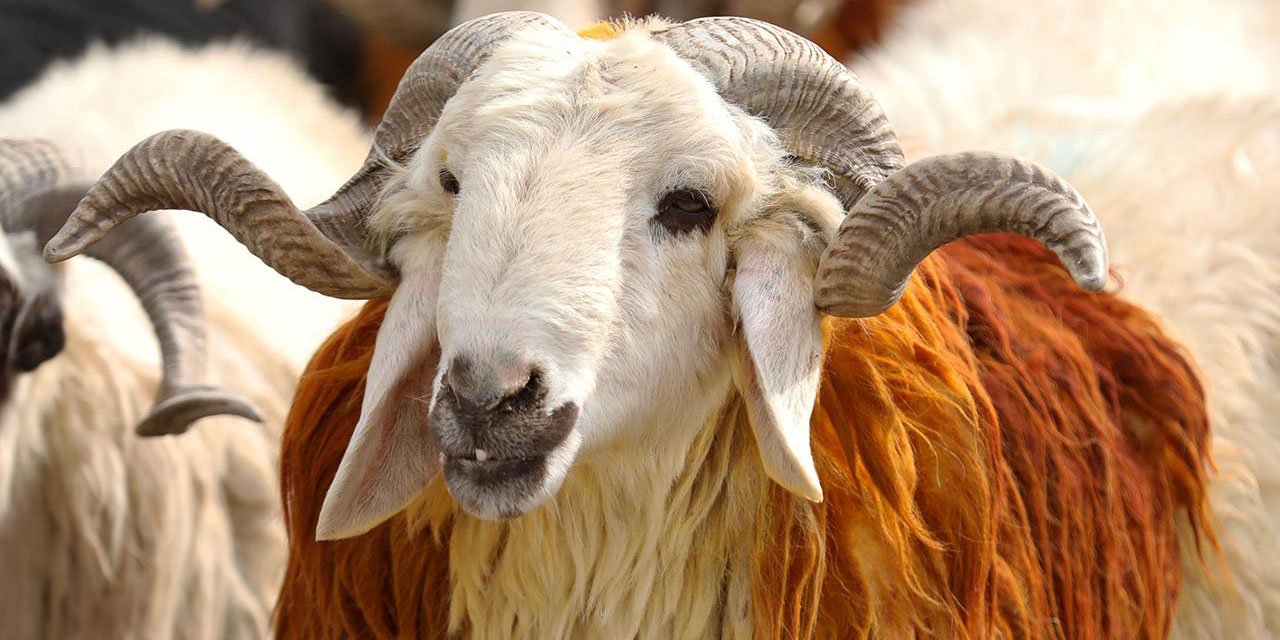 10 soru ve 10 cevapta vekaletle kurban kesimi