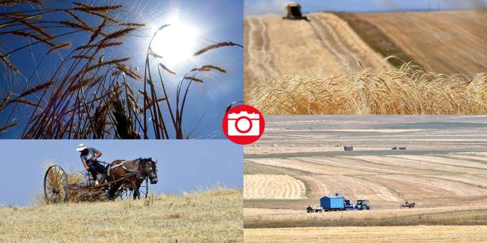 Kars'ta son buğdayların hasadı