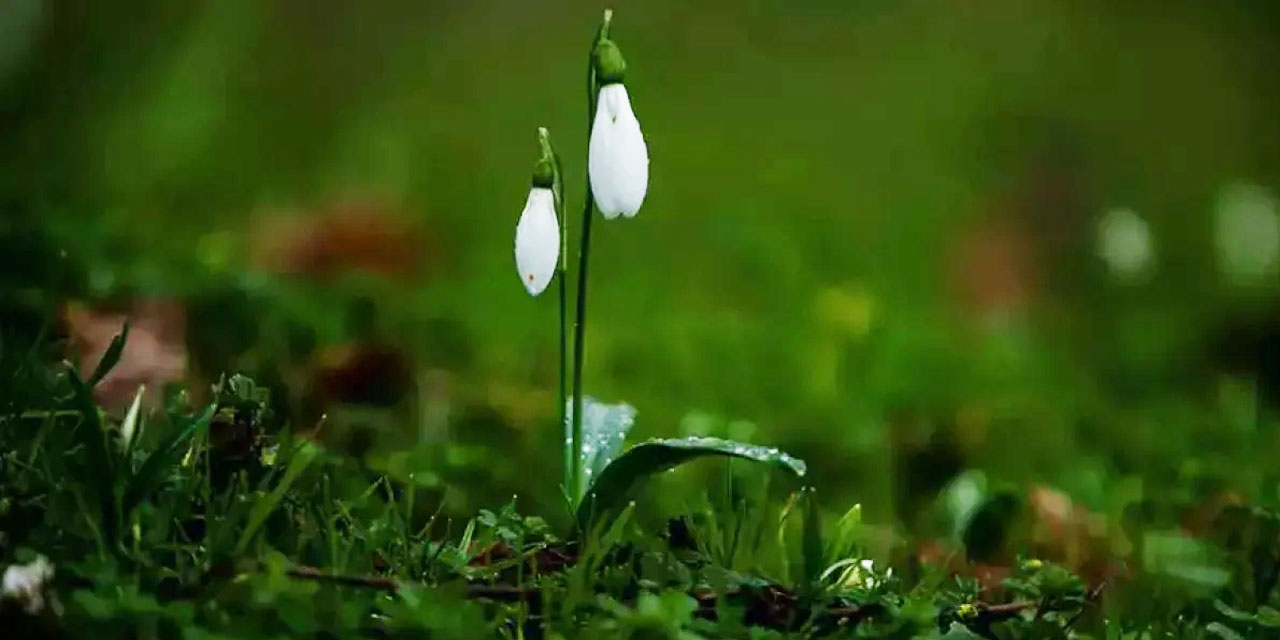 Ol der oluverir: Sakarya'da 'baharın müjdecileri' açıldı