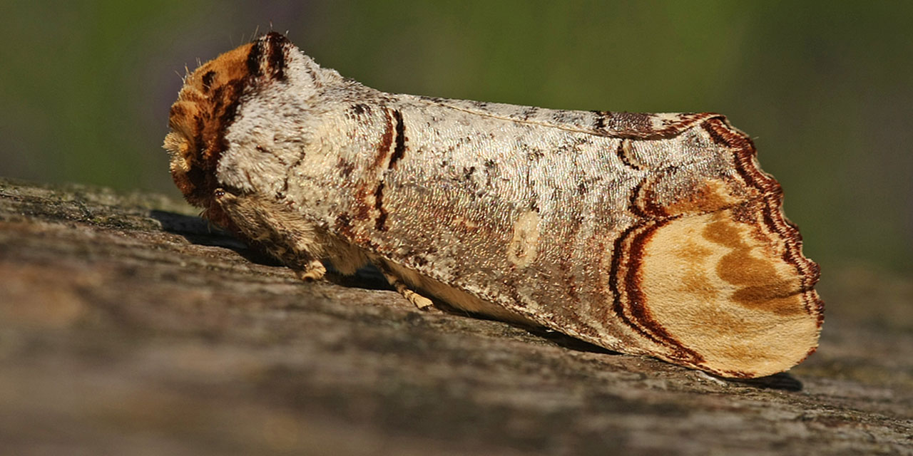 Sübhanallah! Uçan odun!