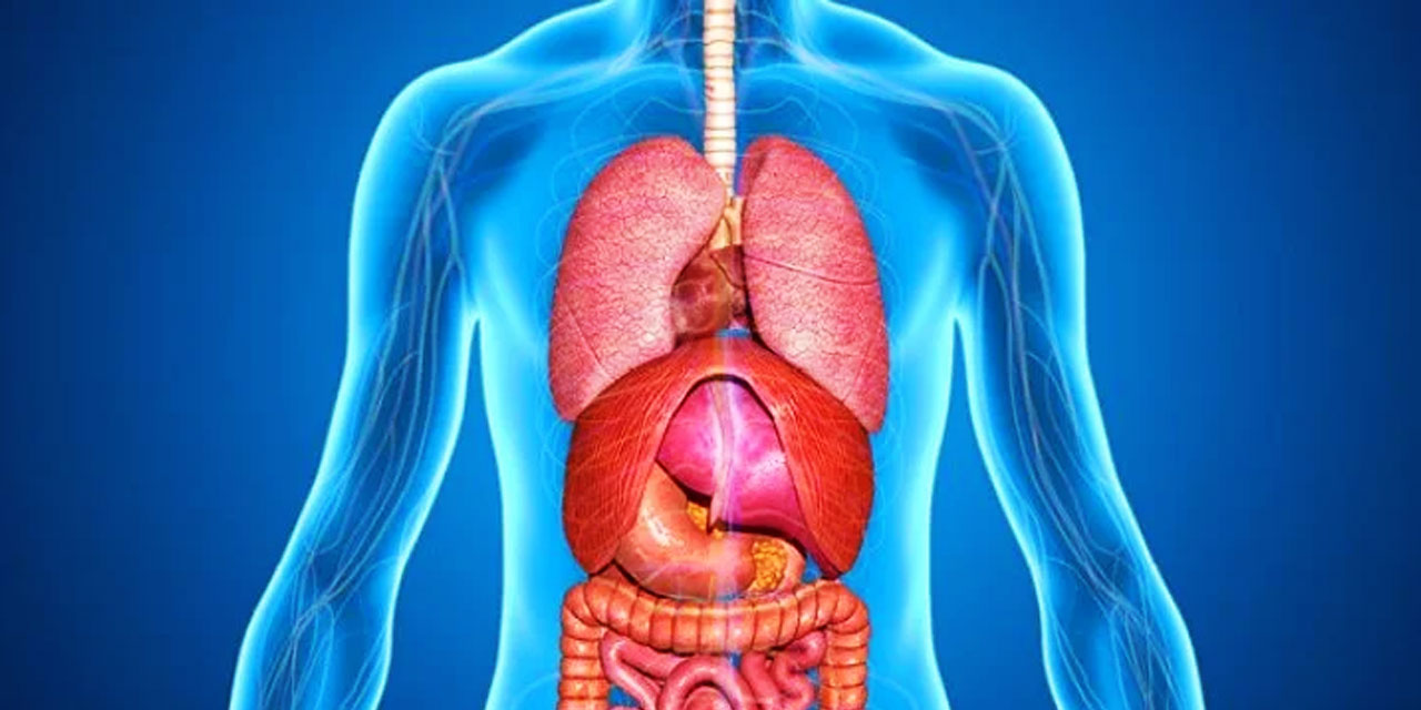 Araştırma: Oruç ile vücudun savunma mekanizması yenileniyor