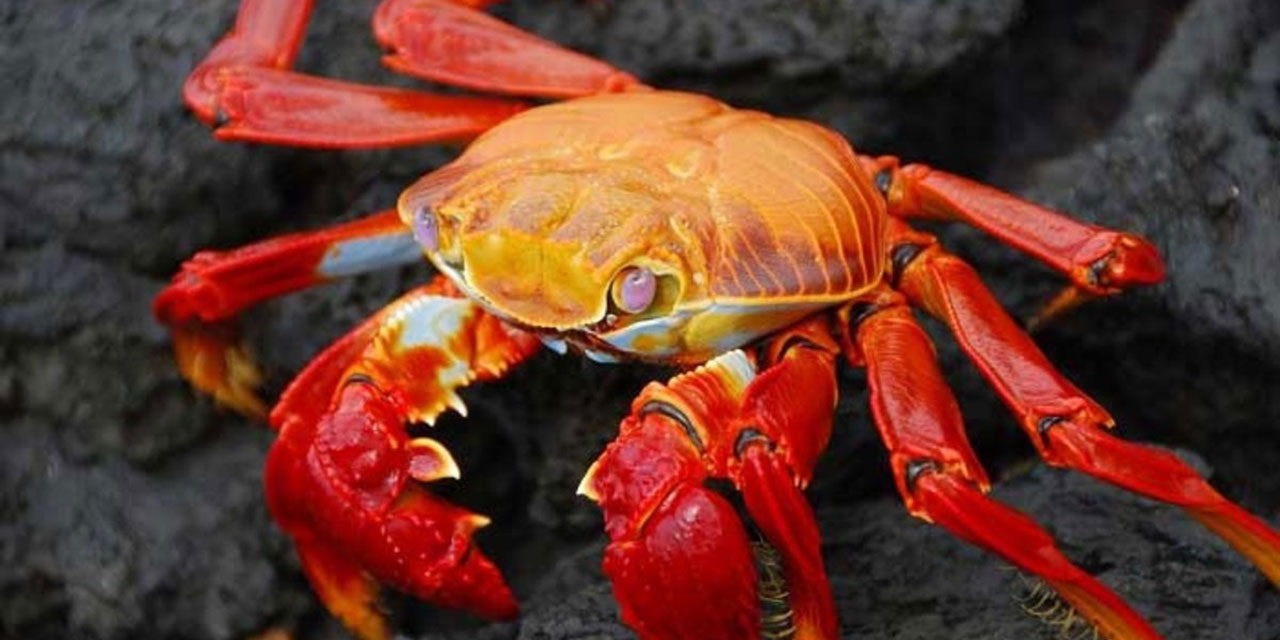 Yengeç kabuğundan doğada çözünen pil üretildi