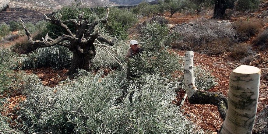 Yahudi yerleşimciler zeytin toplayan Filistinlilere saldırdı, bir aracı ateşe verdi