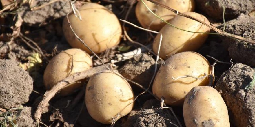 Eylülde fiyatı en fazla artan ve düşenler belli oldu