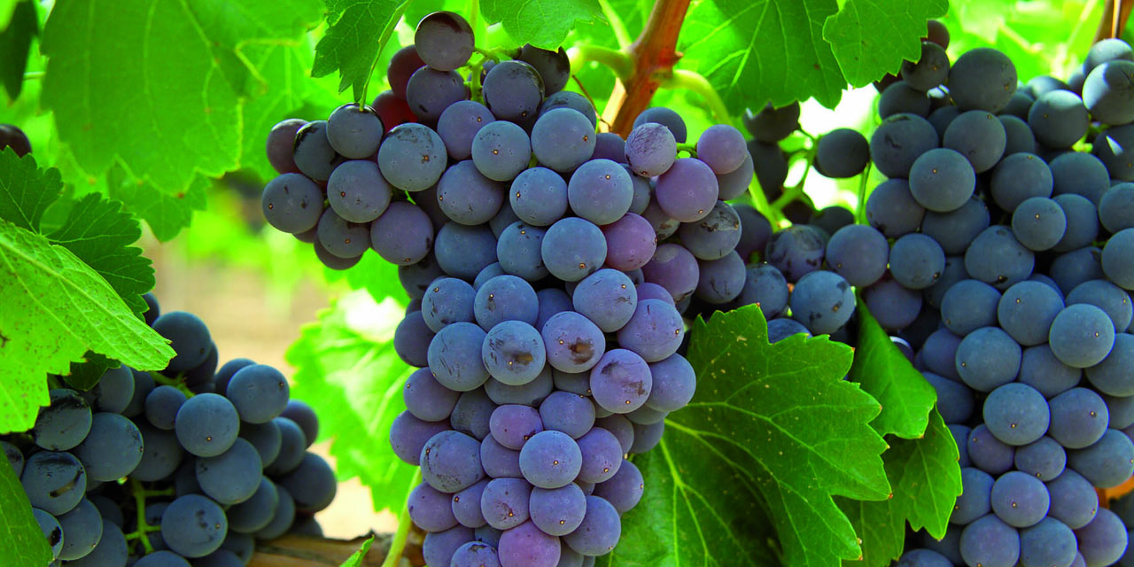 Üzümü Şaraba Allah mı Çeviriyor?