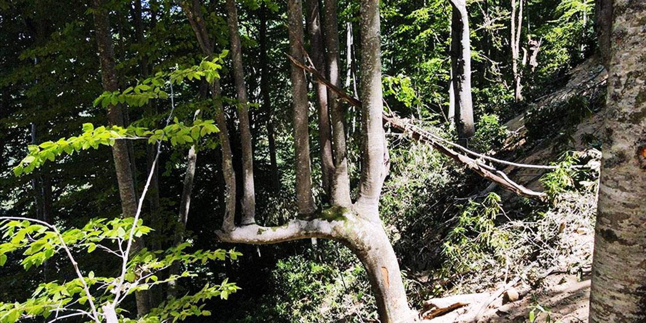 Subhanallah: Aynı dalın üstünde 7 ağaç yaratılmış