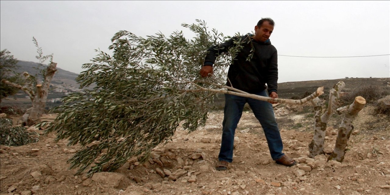 Soyları kesilesice israilliler Batı Şeria'da Filistinlilerin 300 zeytin ağacını kesti
