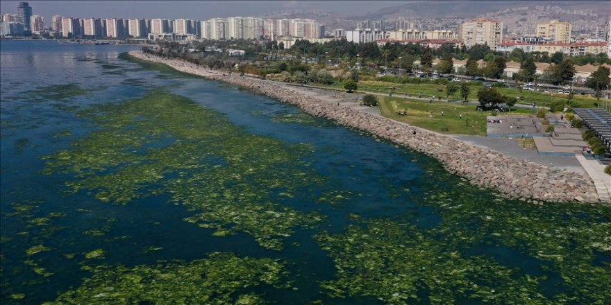 Kirlilikten beslenen deniz marulu, İzmir Körfezi'nde yayılıyor