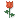 rose.gif