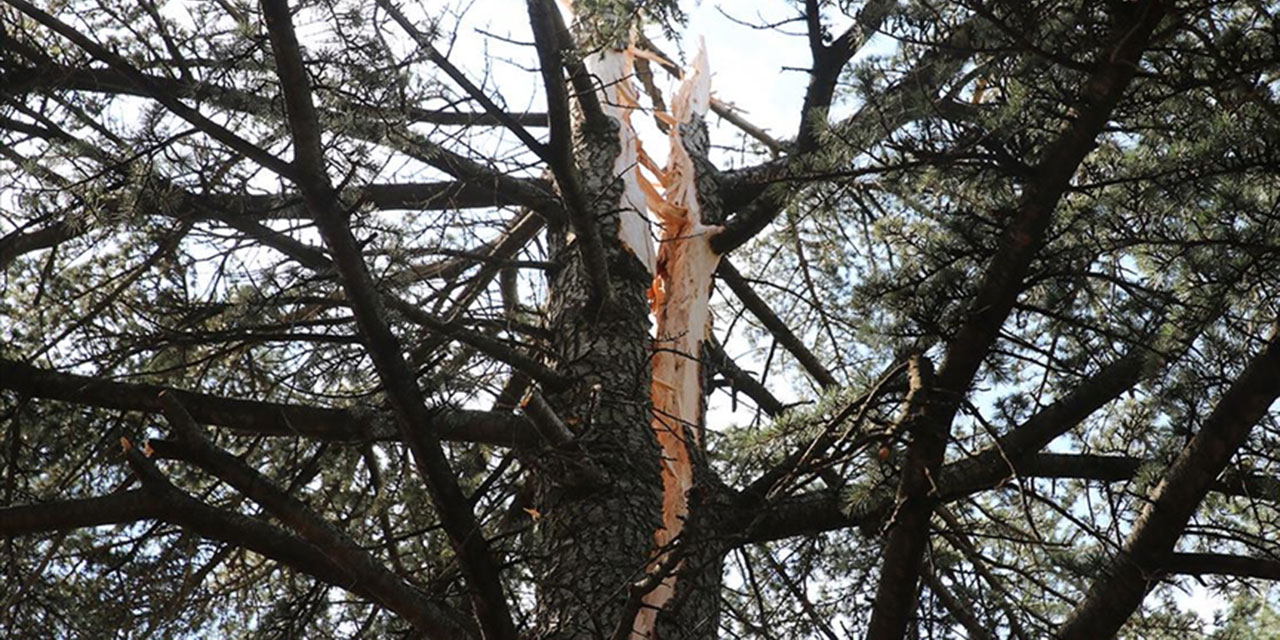 Allah'ın takdiri: Yıldırımın isabet ettiği çam ağacı ortadan ikiye ayrıldı