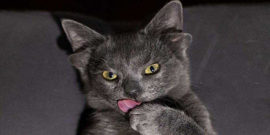 Dört kulaklı yaratılan kedi büyük ilgi görüyor