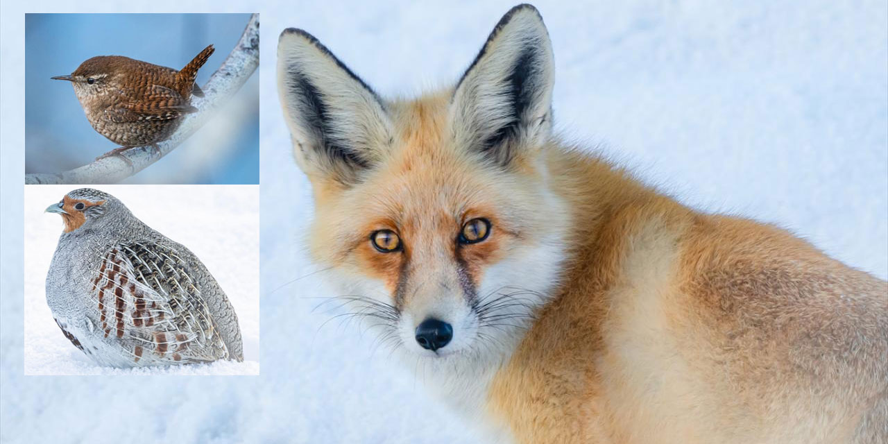 Munzur Vadisi Milli Parkı'nın yaban hayatı