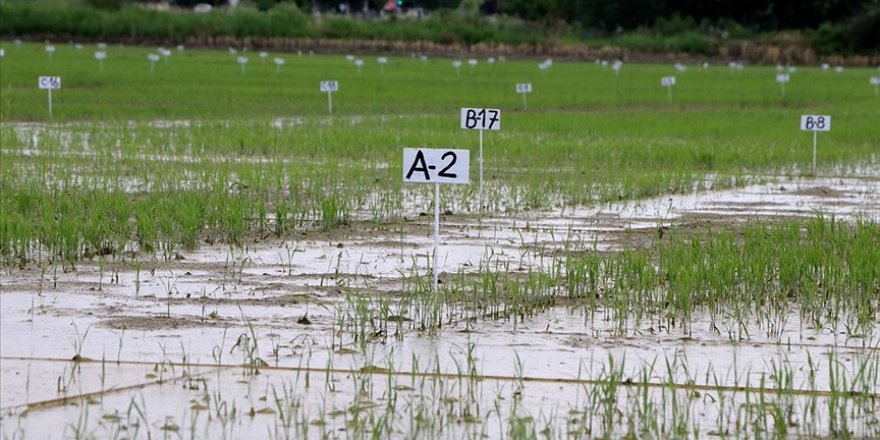Damla sulamayla çeltik üretiminde yüzde 60-70 su tasarrufu sağlandı