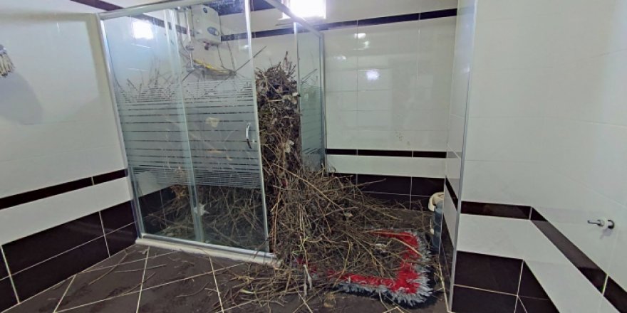 Kargalar duşakabini odun parçalarıyla doldurdu