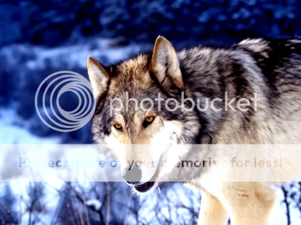 loups_006.jpg