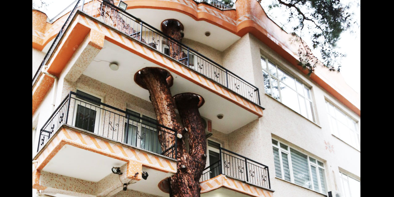 Binayı delen 3 asırlık ağacın hikayesi