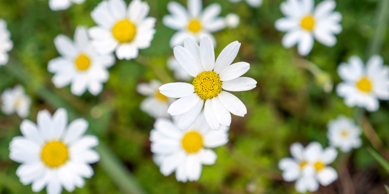 Antalya papatya bahçesine döndü
