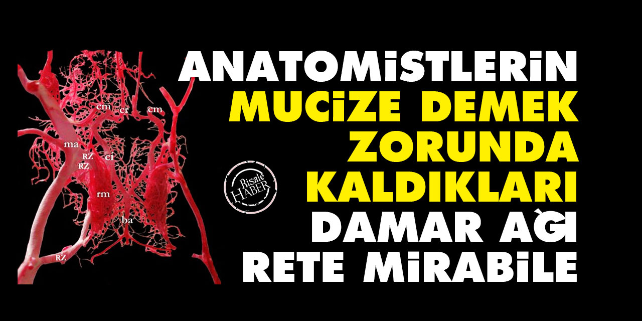 Anatomistlerin mucize demek zorunda kaldıkları damar Ağı: Rete Mirabile