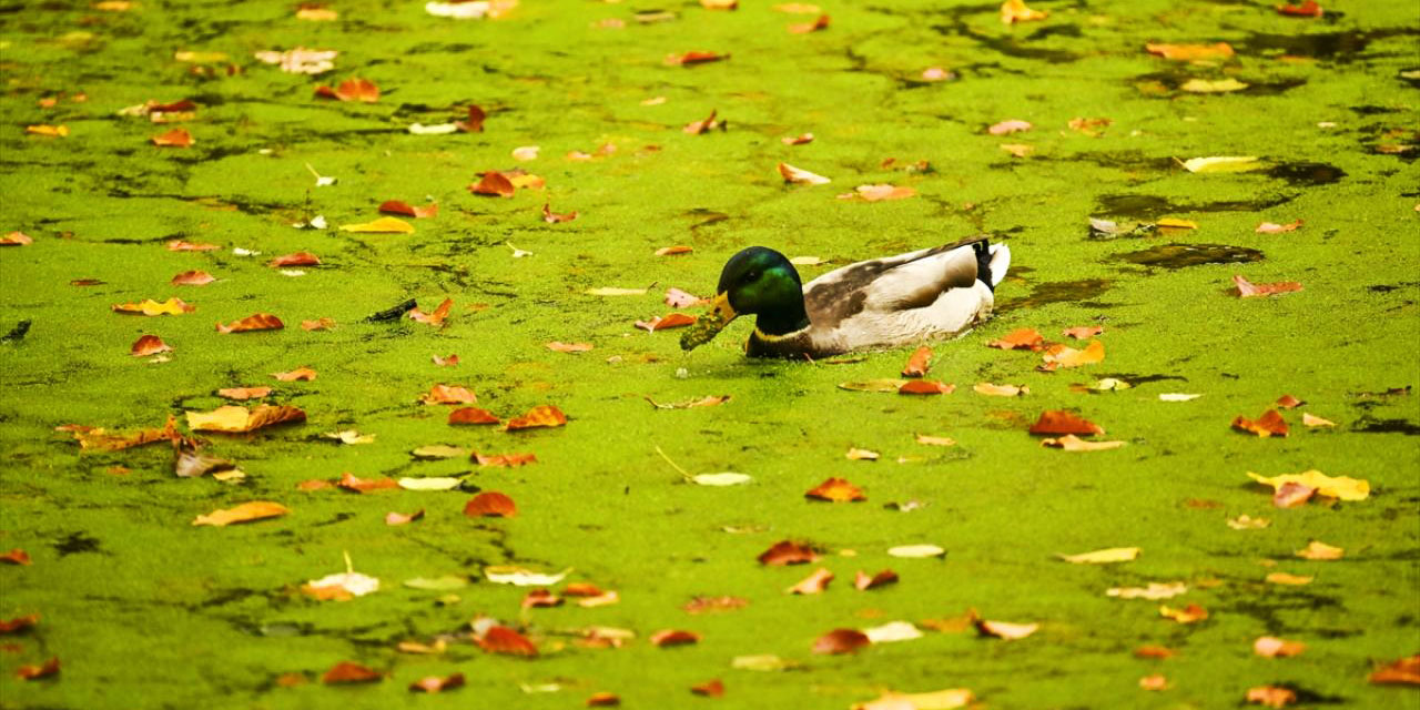 Sonbahar Dünya'nın her tarafında güzel