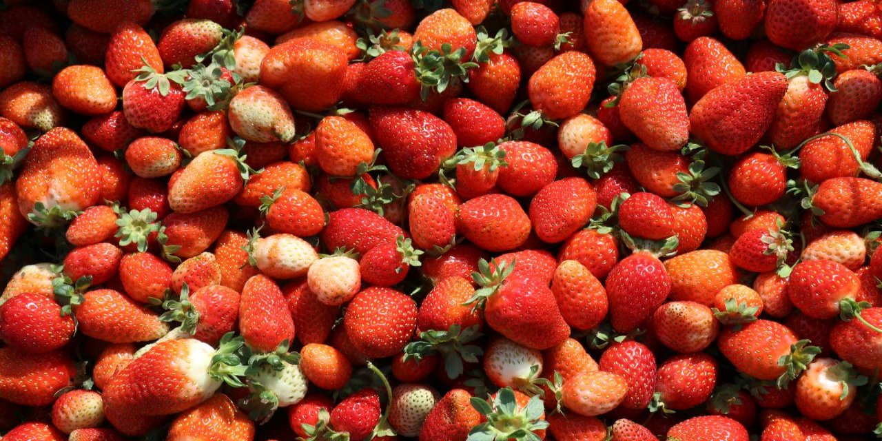 Ağrılı kadın çiftçiler 'çilek yetişmez' denilen arazide tonlarca çilek üretti