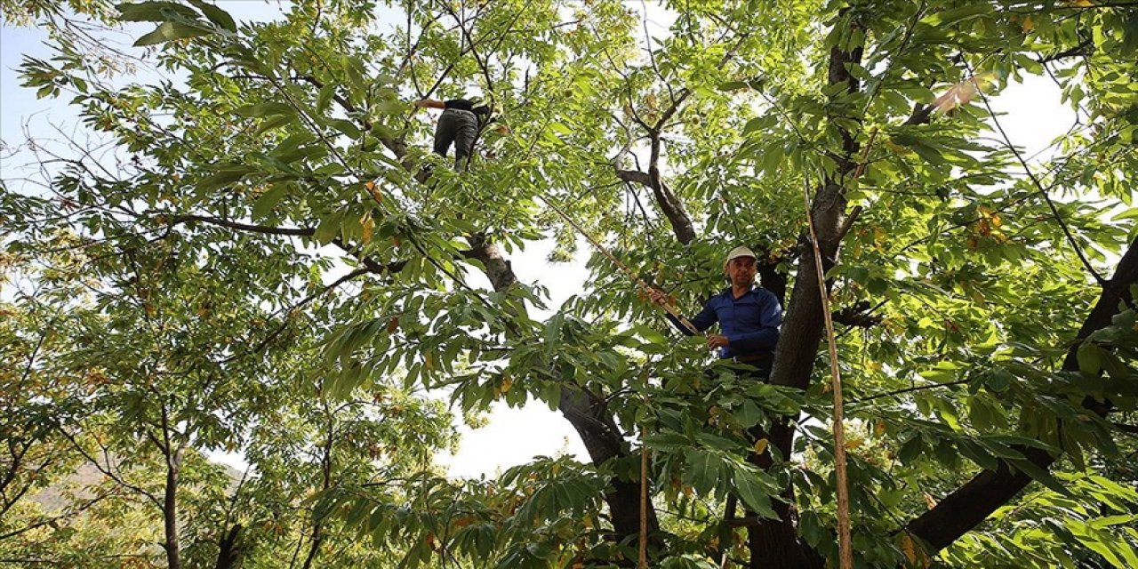 Kestane cambazlarının zorlu mesaisi