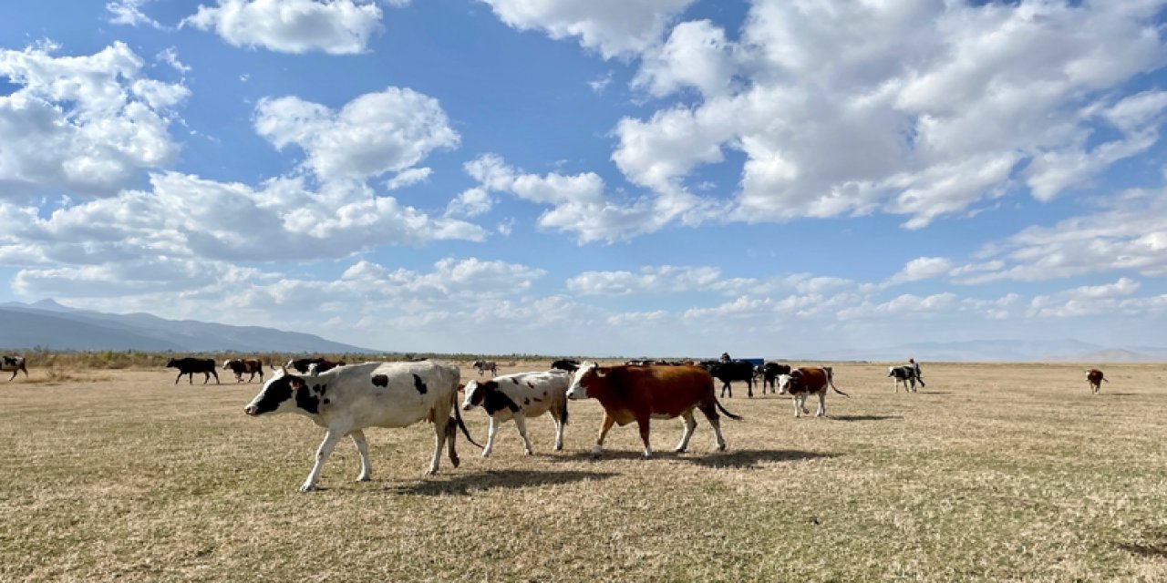 Kuruyan Akşehir Gölü büyükbaş hayvanlara mera oldu