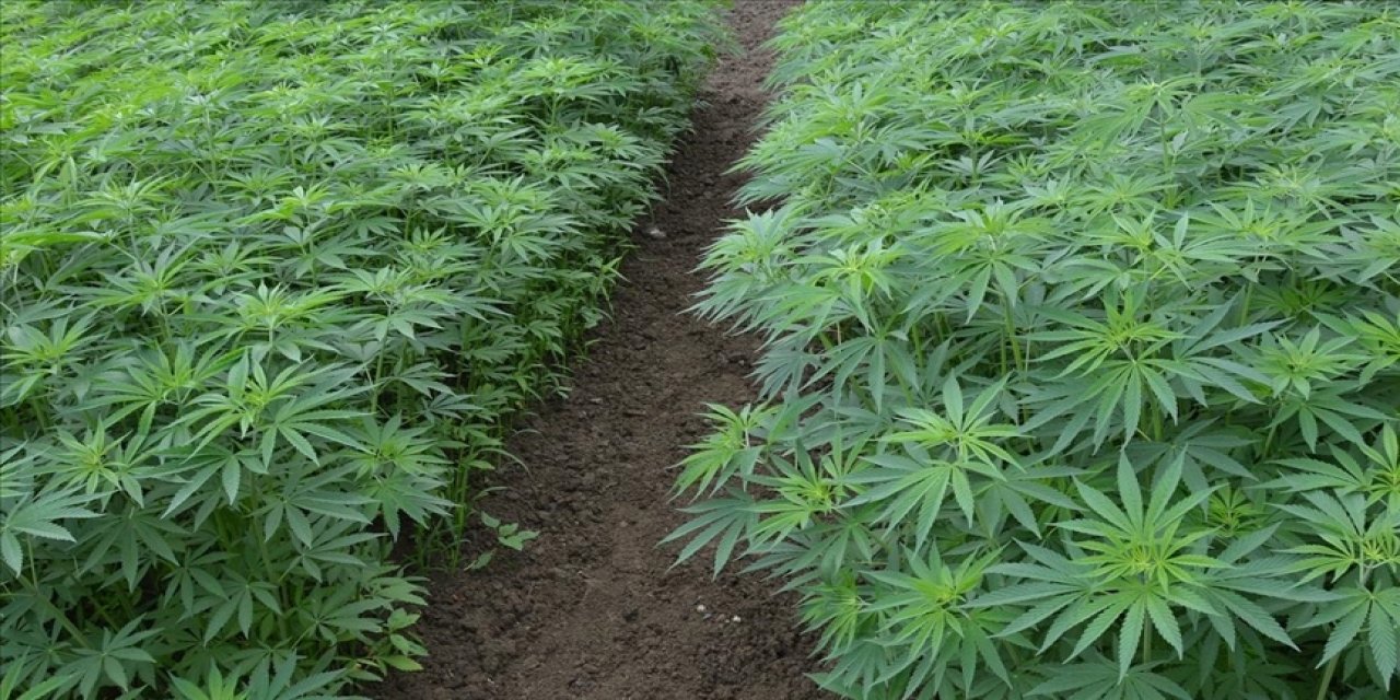 Tarhan’dan, Tıbbi Kenevir Yasası’na karşı uyarı: Sokaklarımız Amerika gibi olur