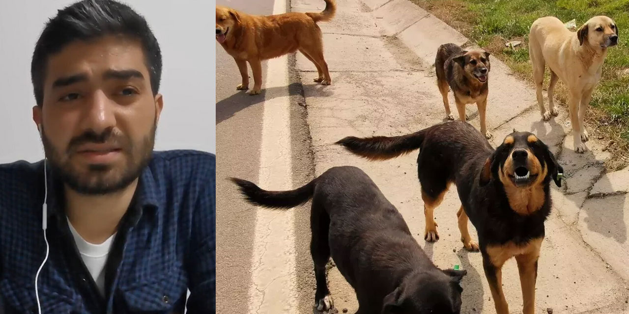 Ankara it sürülerinin cenneti olmuş, her an parçalanacağız korkusuyla yaşıyoruz