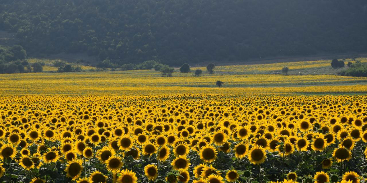 Bilecik'te ayçiçeği tarlaları sarının tonlarına büründü