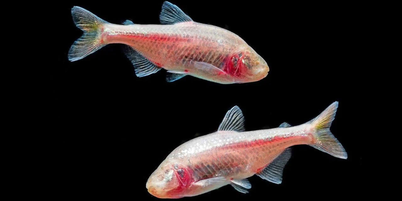 Gözsüz Balıklar Evrimin Delilleri mi?