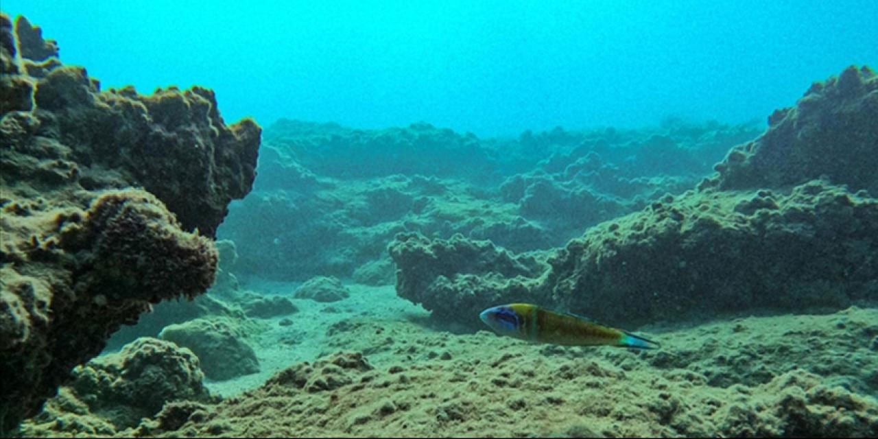 Subhanallah! Okyanusların derinlerinde 'karanlık oksijen' üretimi