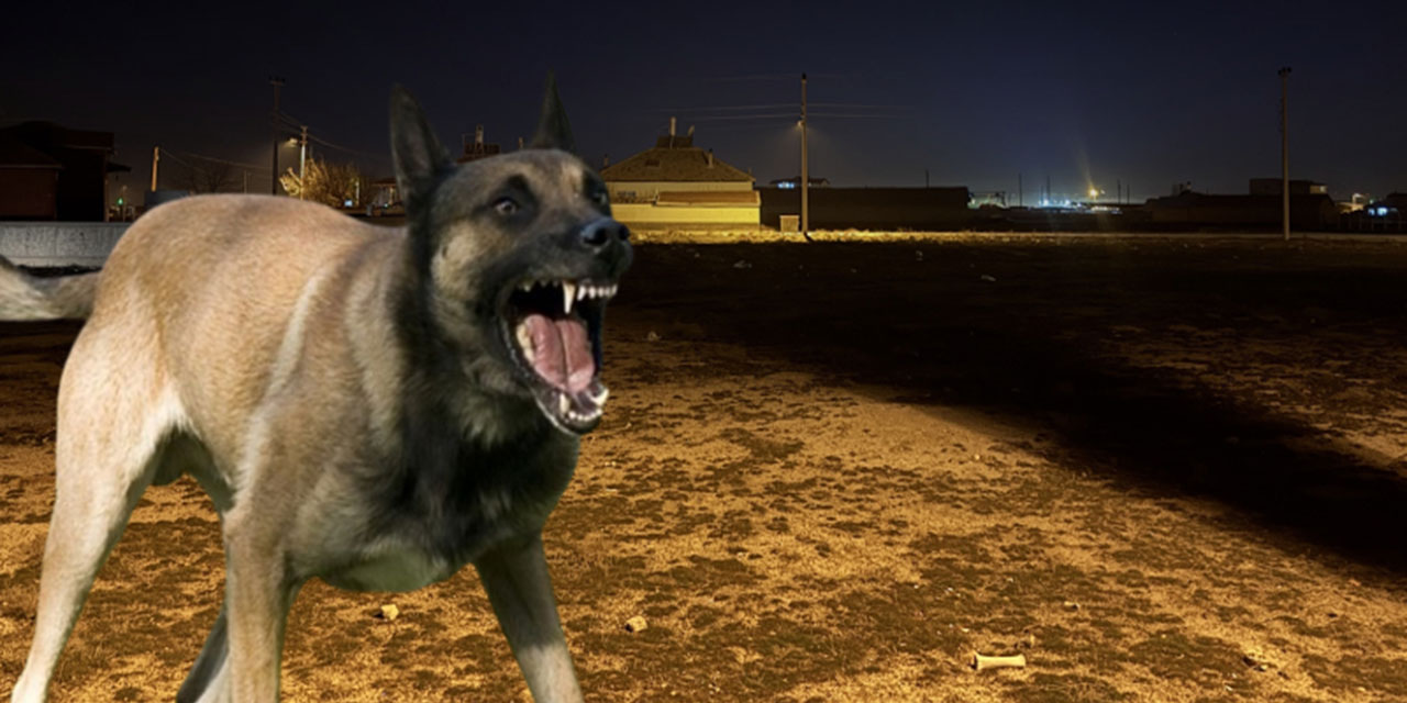 Sokak köpeği sadece 'korkutsa' bile dâvâ açın